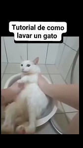 24K views · 331 reactions | Tutorial de cómo bañar un gato #gatos #tutorial #baño #Mascotas #kitty | Popeye arm wrestling | Facebook