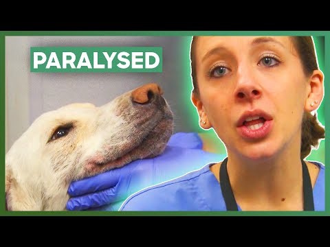 Vet FORCED to Euthanise Paralysed Rescue Dog | Animal Cops: Houston