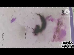 DreamWorks trolls logo effects favourites (4 New Effects Only Favourites)