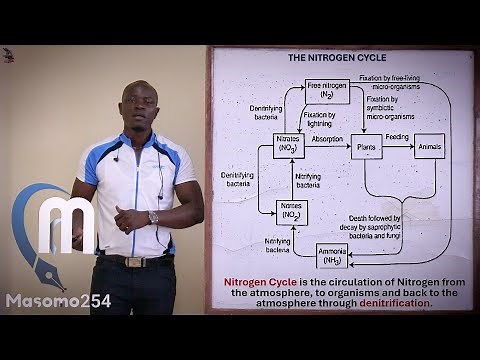 Nitrogen Cycle Ecology; Biology Form 3