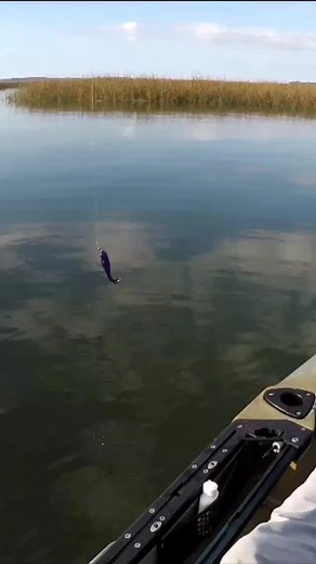 10K views · 263 reactions | Eye Strike Jig head with Zman paddle tail for Trout! #reels #fishing #zmanfishing #kayakfishing | Beaufort SC Fishing | Facebook