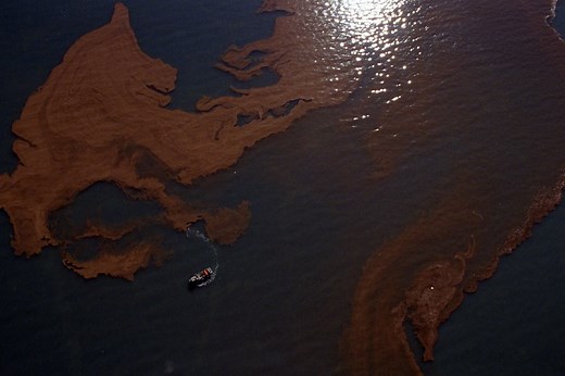 Great Salt Lake’s brine shrimp population booms, majorly impacting future of Utah, wildlife, and the world