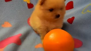 2.8K views · 507 reactions | Funny pomeranian puppy | BuzzSharer Pomeranians | Facebook