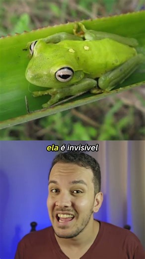 Black-eyed tree frog being awakened from its sleep. 🥹 #curiosities #shorts