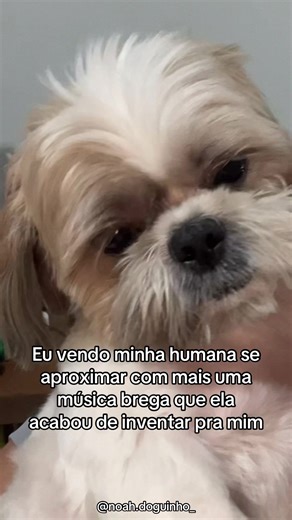 Cachorro Shitzu e a Música Inventada pela Humana