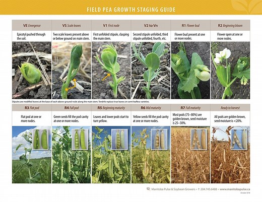 Field Pea Growth Staging Guide