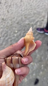 Gorgeous 💛Happy Wednesday Shellers join us this weekend to explore the beauty of the Ten Thousand Islands 🐚💛 Only Collect Empty Shells 🐚 Video Credit : Shell Guide Josie 🐚 #tours ##sea #sea #sealife#bestdays ##treasuringlittlememories #sealife #sand #loveflorida #seashore #creatorserchinsights##shoregoodsmarcoisland ##shellmarcoisland | Treasure Seekers Shell Tours