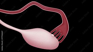 Conception and early development (pre-embryonic stage) of human development, events from ovulation. Stock Video