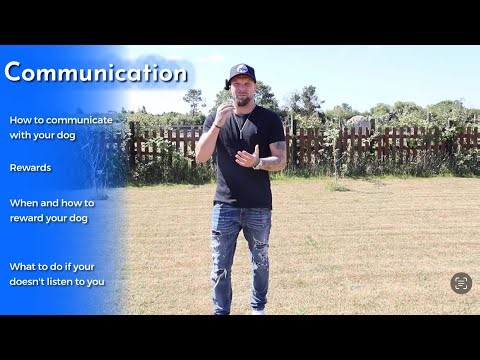 How To Effectively Communicate With Your Dog