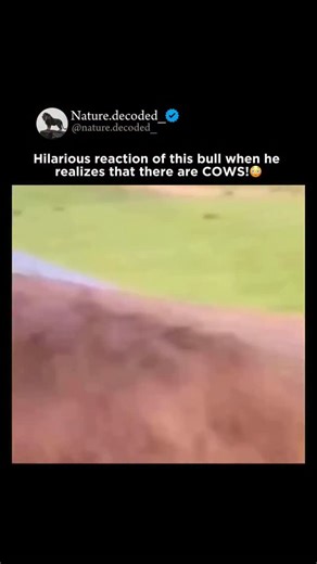Earth | Nature | Ocean on Instagram: "A bull’s reaction has gone viral after he suddenly realized he was surrounded by cows-and his face says it all. The moment was caught on video just as the bull, seemingly calm and uninterested, glanced up and spotted a nearby group of cows grazing. Within seconds, his entire demeanor changed, eyes widening and energy surging as he bolted into full alert mode. The clip has become an instant favorite across social media for its perfect comedic timing. Viewers
