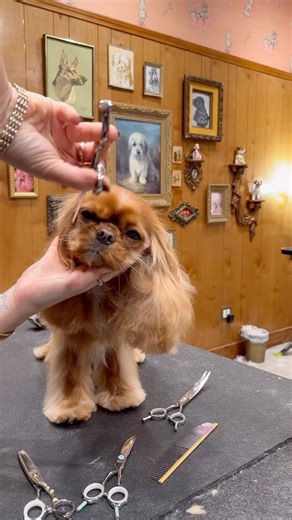 Jess Rona on Instagram: "Part 2 of Pepper the Cavalier King Charles Spaniel’s luxurious and noisy ASMR spa day 🫶💘 #dogasmr #cavalierkingcharlesspaniel #doggrooming #jessronagrooming"