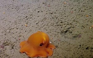 喂！你们这些科学家矜持一点好不好？！最近迷上了小章鱼 Adorable Dumbo Octopuses - Nautilus Live