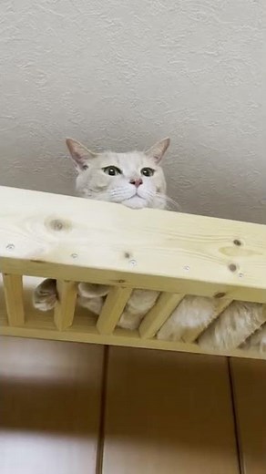 Even if my cat is angry, he will reply.