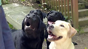 63 reactions · 32 shares | Documentary: Meet the Labrador Retriever | AKCtv | Facebook