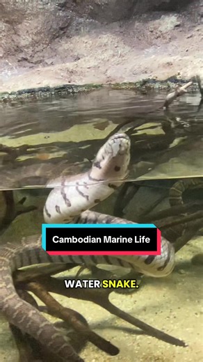 Cambodian Marine Life Aquarium Tour — Cambodia marine life