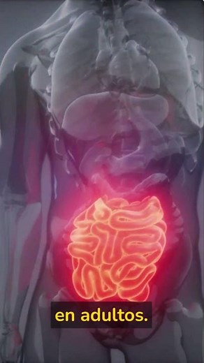 El intestino delgado y sus curiosidades #anatomia #curiosidades #intestino #estomago
