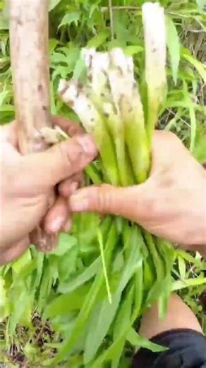 harvesting wild long green leaves from a lush forest floor using a simple wooden stick for support