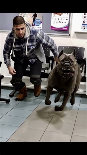 pitbull face mask #pitbull #americanbully #dogbreed