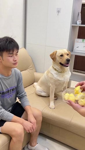 The dog was so stupefied by the smell that he ate durian that he lay on the sofa 🤐😨 #viral #funny #guozi | Rourou Dog