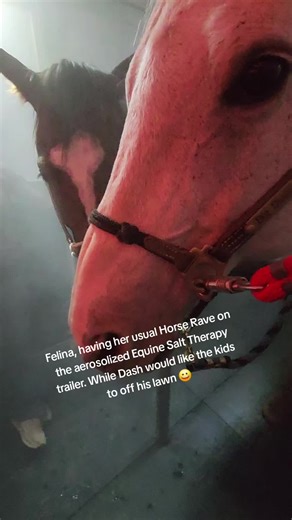 Felina just live in her best life, having her little horse rave! While Dash would like those d*** kids to get off his lawn. Both horses are receiving all the benefits of aerosolized Equine Salt Therapy ❤️ Imagine if your horse felt their very best Inside and out! We are helping horses from the pasture to the track with respiratory and skin. All Equine benefit from: Natural diuretic Improving hydration Natural anti inflammatory Thins mucus Mucus Clearance Antibacterial, antiviral antifungal Eiph 