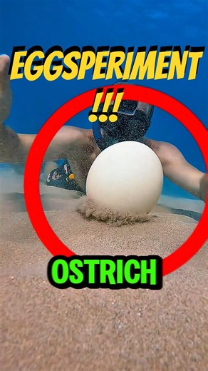 This Is What Happens When You Crack an Egg Underwater! 🥚🌊😲