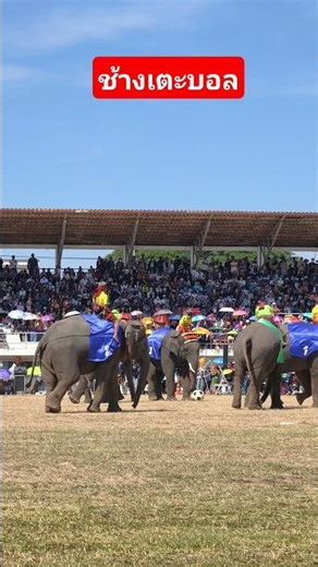 Elephants playing football, part 1, between the green and blue teams. #kidsmesong #elephant #smar...