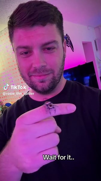 This spider loves to jump on my phone and my face. 😂 She’s constantly keeping me on my toes but I absolutely love it. #spider #jumpingspider #exoticpets #spidertok #cute