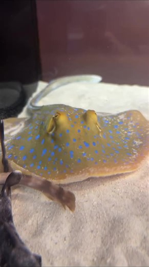 Understanding Bluespotted Stingrays: Key Facts