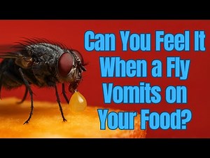 Can You Feel It When a Fly Vomits on Your Food ?