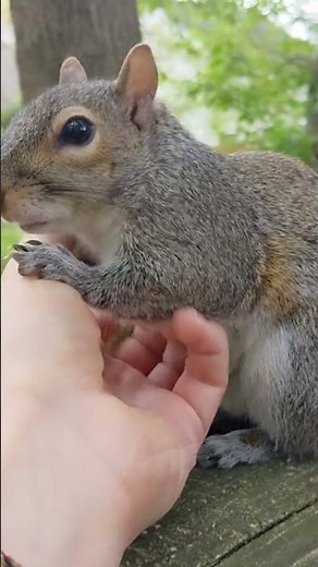 Woman Comforts a Crying Squirrel—So Heartwarming! 🐿️❤️