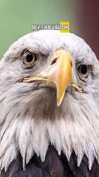 The National Bird of the United States 🇺🇸 | 2026 World Cup - Day 18