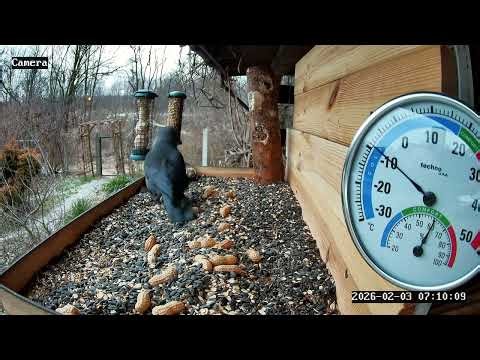 Kawka z bliska /czujne spojrzenie