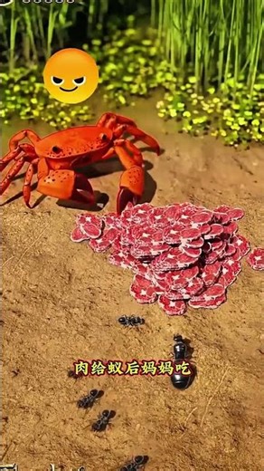 Crazy Ant Evolution Story !