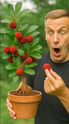 Grow Bayberry at Home from a Branch! 🍒 | #shorts #garden