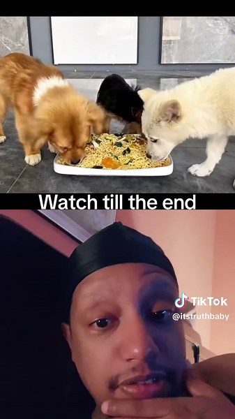 Dogs Going Crazy Over Food | Funny Dog Fight Meme