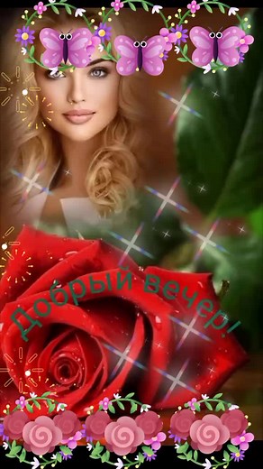 Stunning Roses in Colorful Arrangements