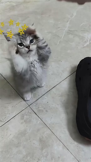 be carefull kittyy #catshorts
