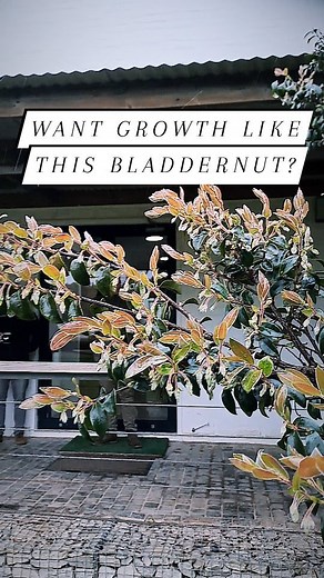 Here's our tips on getting trees to GROW 🌱🌳 For those of you wondering why your trees haven't grown fast enough, we provide a simple recipe for success. 1. Sunlight (full day) 2. Water (drink up) 3. Food (a balanced meal) 4. Soil (know where your roots are) 5. And Love ❤️ Oh wait, that's a lot like humans?! The secret is out there. Treat your trees like humans, and they will respond with growth. 😉 But it takes time. Don't worry, we've been growing them for you. Simply contact our Stellenbosch