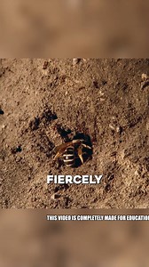 Tiny Warriors: Ants vs. Wasp A fearless wasp tries to invade an anthill, but the ants fight back, protecting their home with incredible teamwork. Nature’s small yet mighty defenders show that even the tiniest creatures can be fierce. 🐜🛡️ #NatureBattle #AntsVsWasp #TinyWarriors #InsectLife #AmazingNature | Featheredsoul