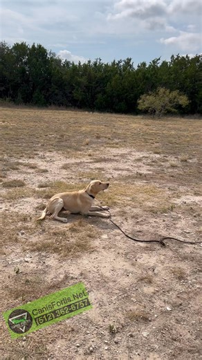 11 reactions | Diesel Week 3 #lab #labpuppy #labradorretriever #labrador #BirdDog #retriever #puppy #boardandtrain | W.a. Garrido | Facebook