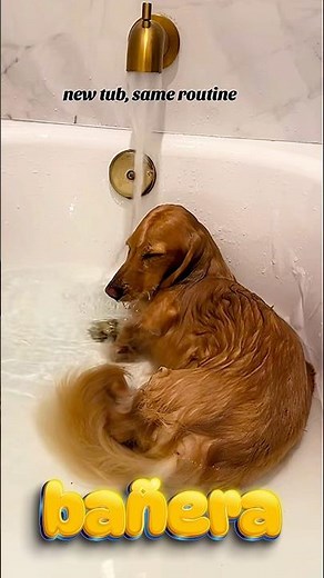 Imagine your dog needs a new bathtub. Which of these would you choose for him? 😍