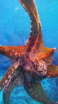 Harmony of the Deep: A Mesmerizing School of Fish