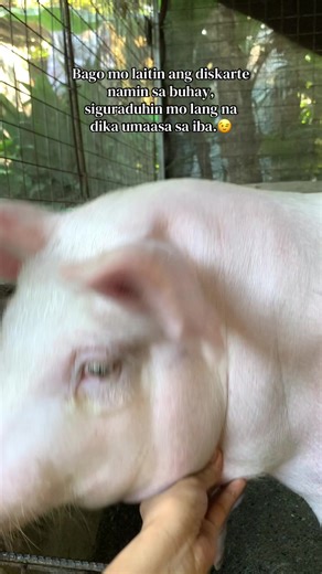 Small Piggery Business Tips for Success