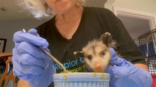 The little opossum that came in last night, extremely dehydrated is still struggling. He had what we call opossum slop, which is a variety of things mixed up with an immersion blender. We got him to eat a little bit this morning and will continue to coax him throughout the day. He still can't stand up on his own#VirginiaOpossum #OpossumRescue #ICanSaveThePlanet #RaptorCenterOfTampaTampaBay. | Raptor Center of Tampa Bay