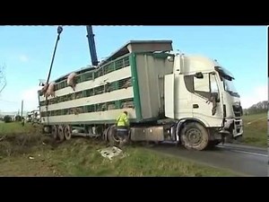 100 cochons périssent dans un accident de bétaillère