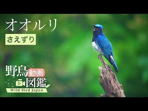 オオルリ（1）さえずり - Blue-and-white flycatcher - 日本三鳴鳥 - Wild Bird - 野鳥 動画図鑑