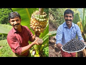 Ensete superbum still in bloom a rare medicinal and ornamental plant