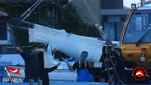 💔 A life stolen. A light extinguished. A future destroyed. Across the world, the tide is turning. Demand has plummeted, and the public are waking up. Freedom stolen is not entertainment. From Marineland Canada to the Miami Seaquarium, marine parks are closing their doors, struggling to find sanctuary for the dolphins they once confined. Yet in Taiji, Japan, the horror continues. Wild, free dolphins are still being hunted, captured, and sold into captivity. Imagine being torn from your family, r