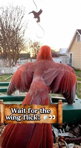 Cardinal Confrontation! 🛡️🔴 Territorial Display in the Bird Garden