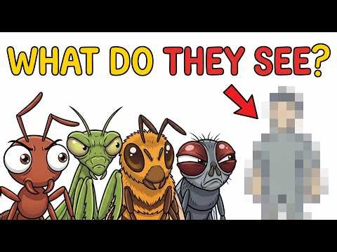 What Do Insects See When They Look at You?